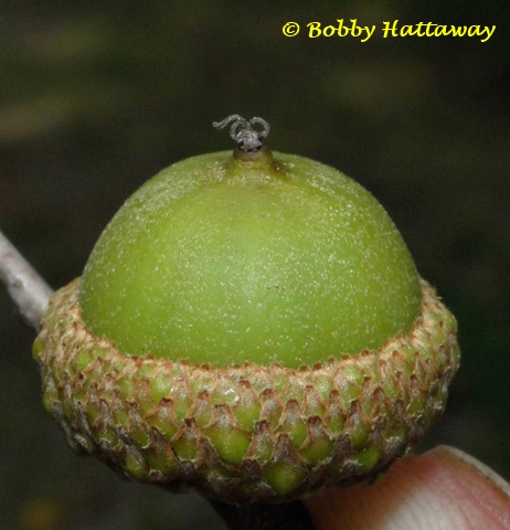 {Quercus laurifolia}